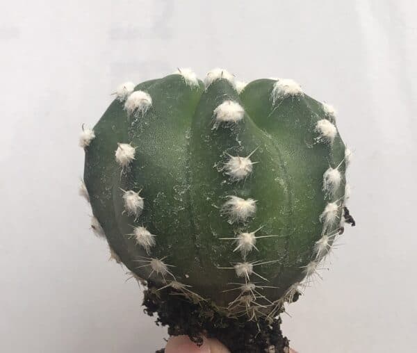 Echinopsis_huascha