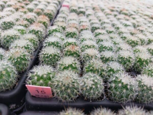 Mammillaria Ernestii Albispina 2