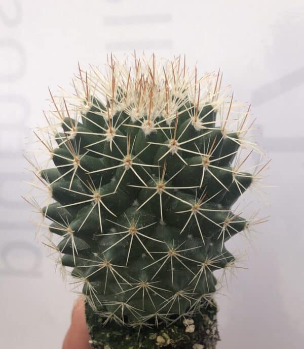 Mammillaria Ernestii Albispina