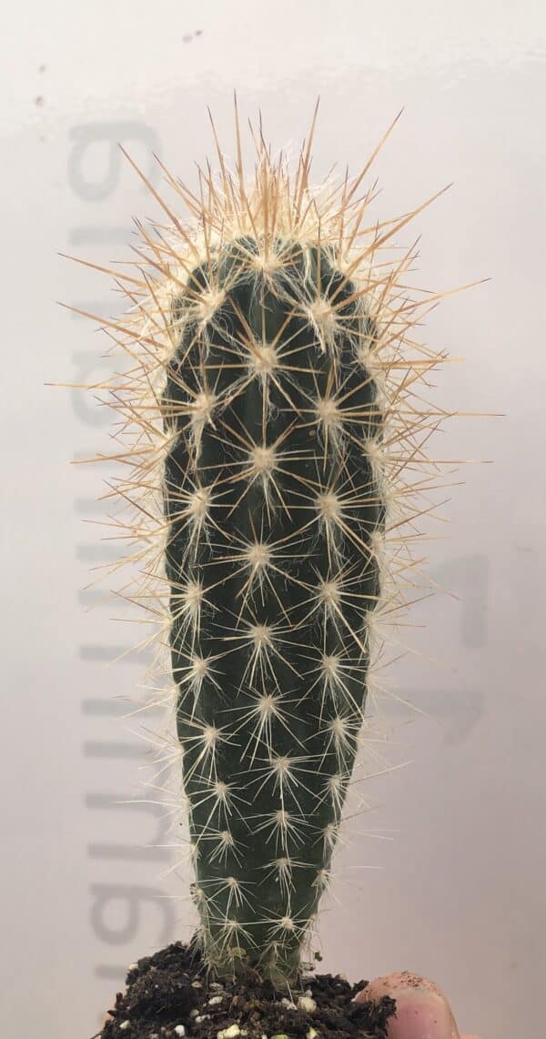 Pilosocereus Gounellei