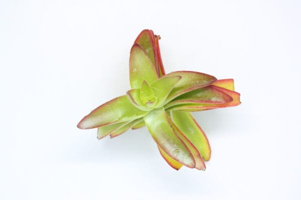 Crassula Campfire - Image 2