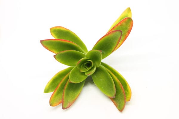 Crassula Campfire - Image 4