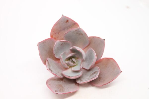 Echeveria Afterglow