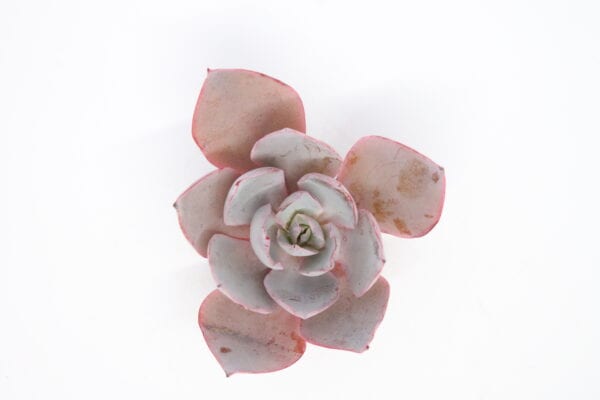 Echeveria Afterglow - Image 2