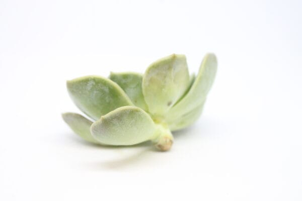 Echeveria Rosea - Image 2