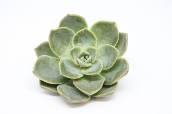 Echeveria Rosea