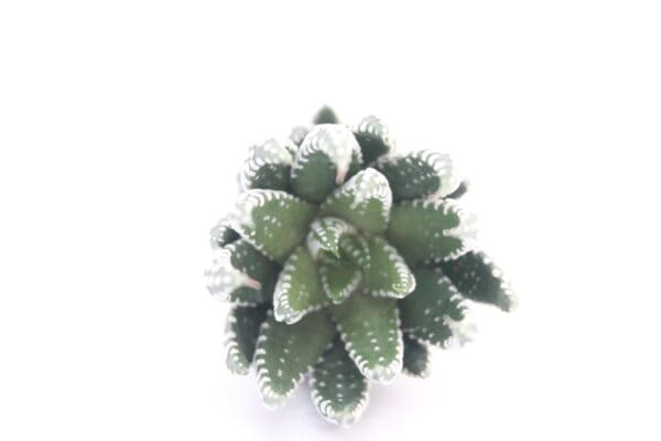 Haworthia Super Fasciata - Image 2