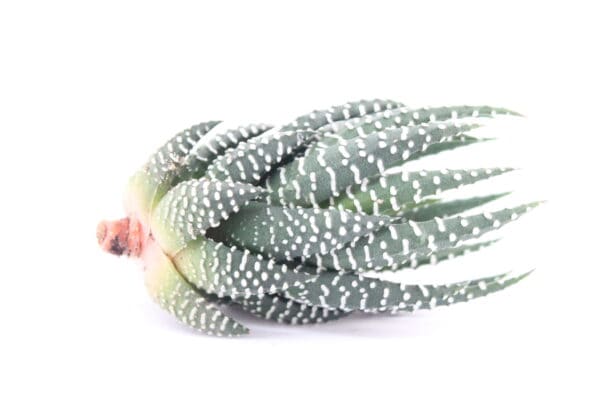 Haworthia Super Fasciata