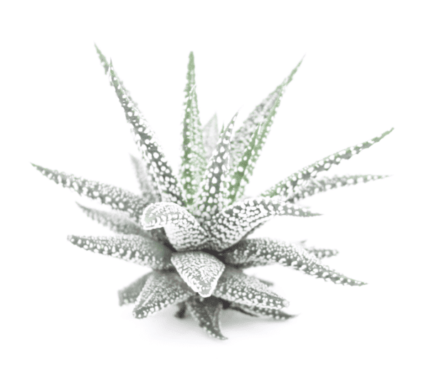 Haworthia Bella