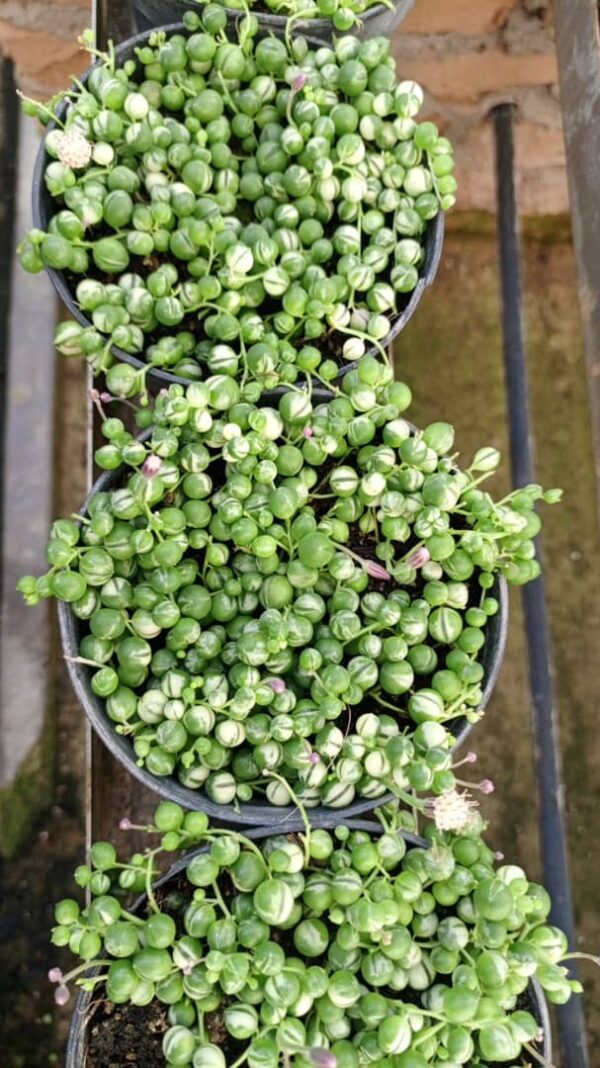 Senecio String of Pearls (variegated)