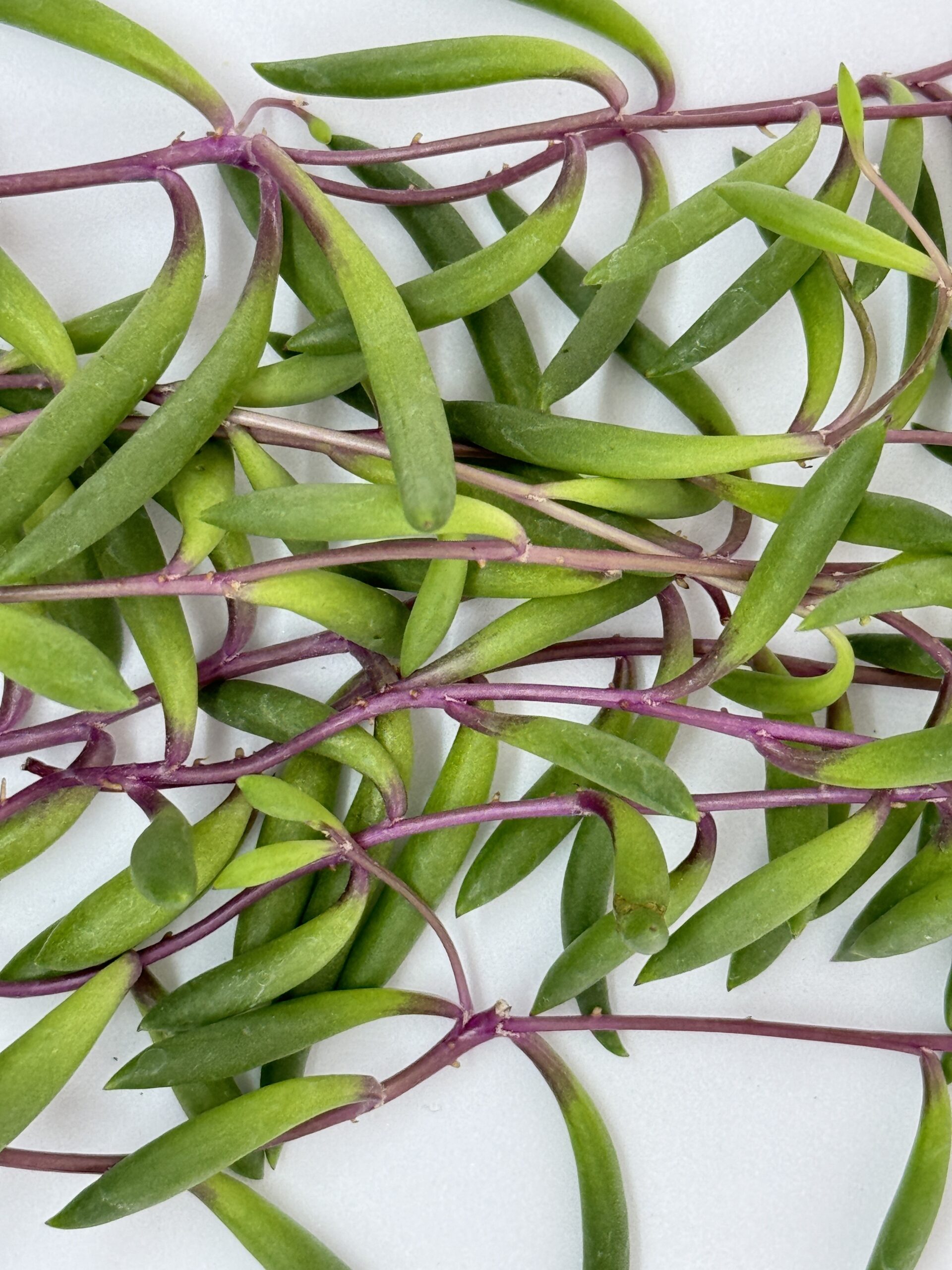 Senecio Purple Flush 2