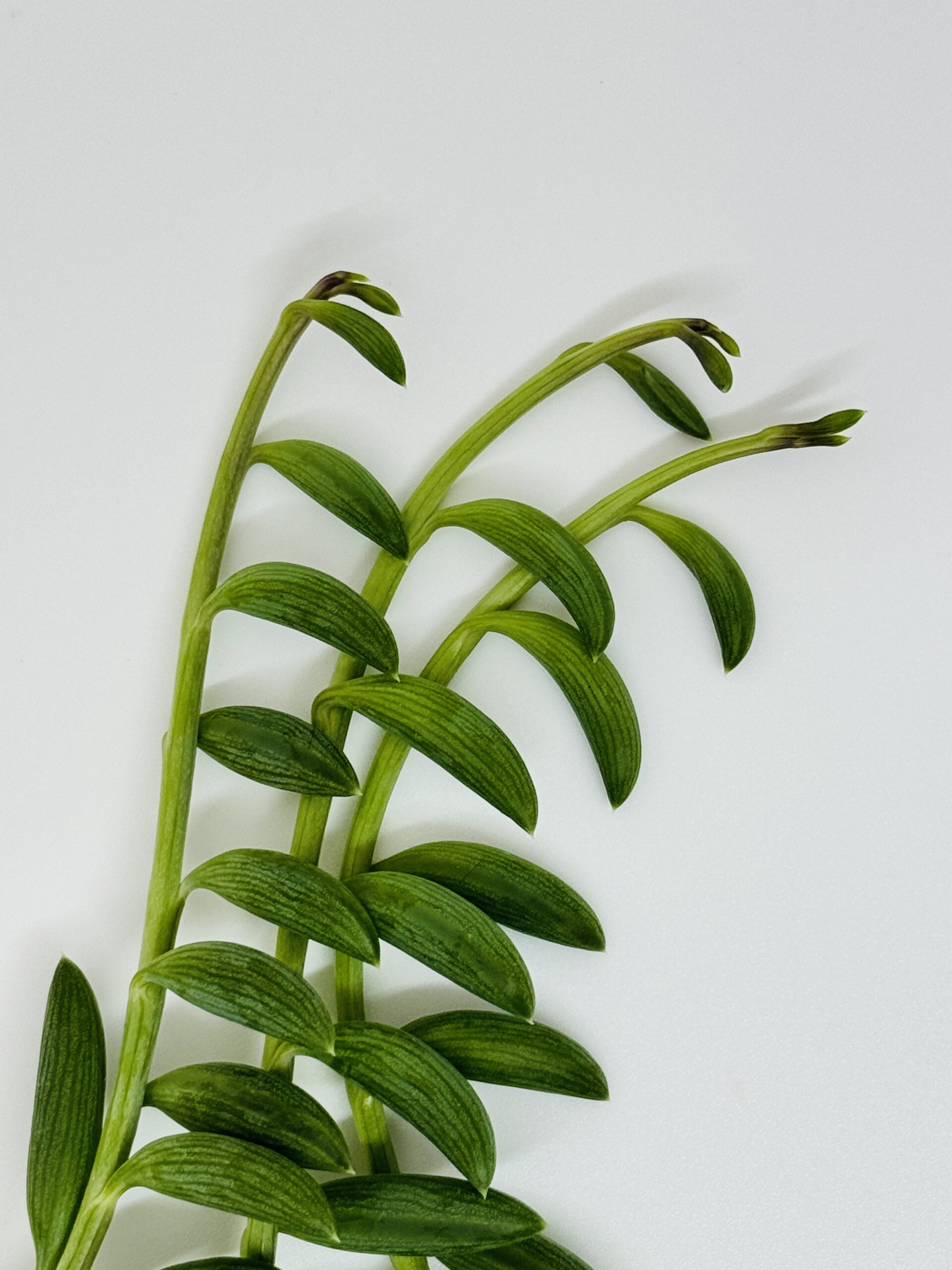 Senecio String of Bananas