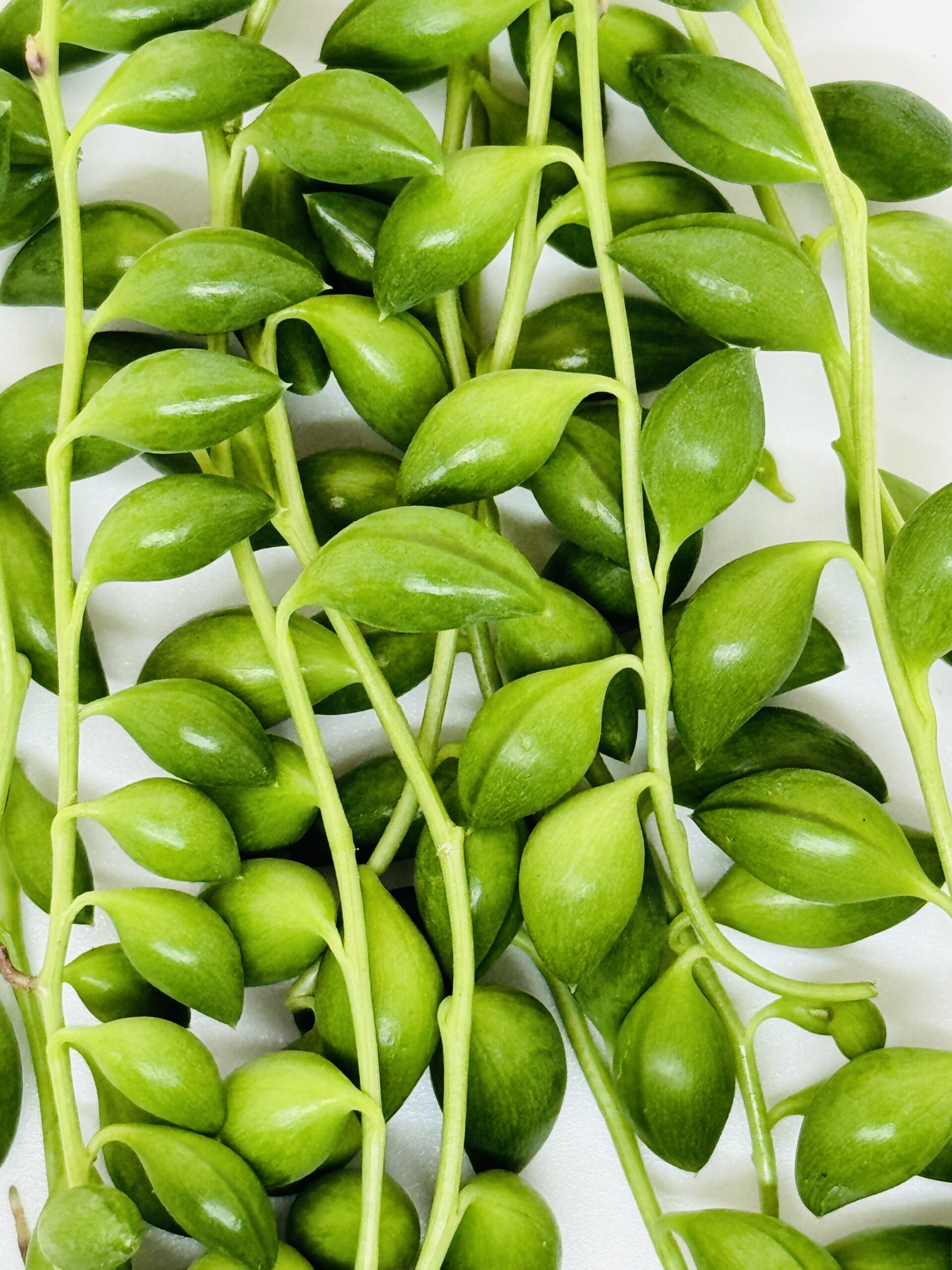 Senecio String of Pearls