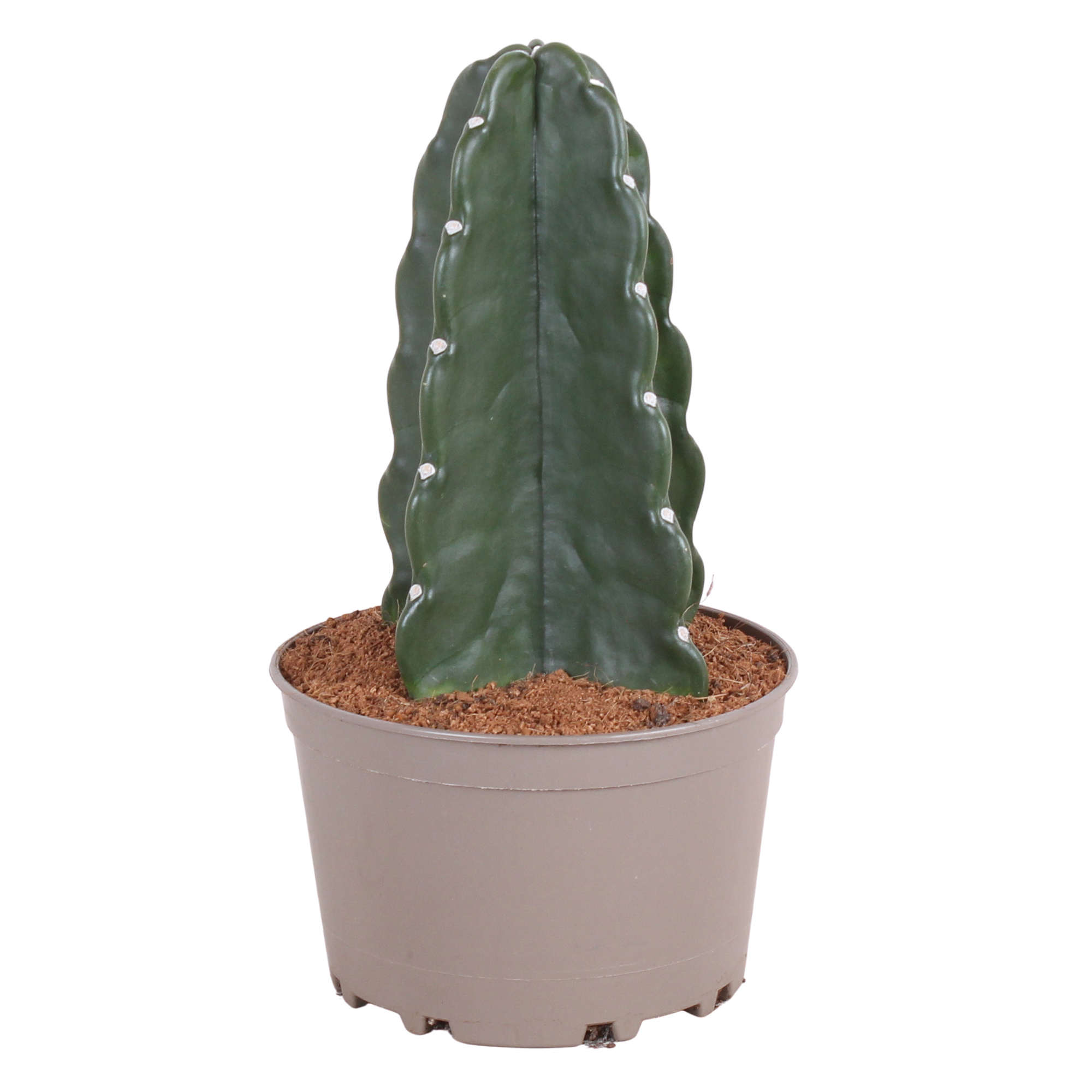 Cereus Touch Cuddly Cactus