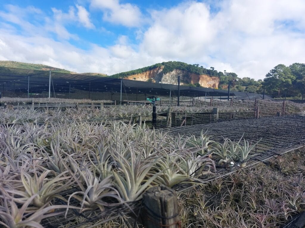 tillandsia guatemala